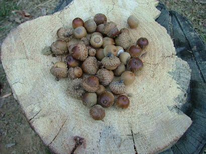 Acorns