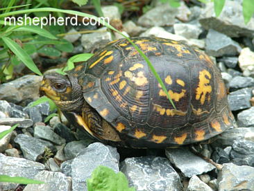 Boxer Turtle