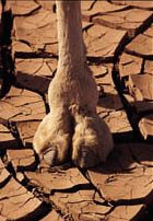 CamelToe
