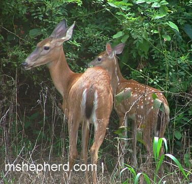 Two Deer