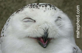 Laughing Owl