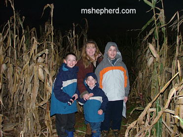 Shepherd's in the Corn Maze