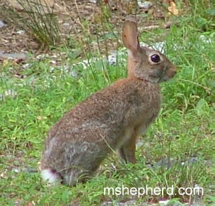 Peter Cottontail (Our DriveWay Bunny)