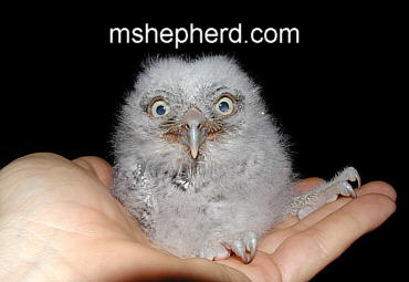 Baby Owl