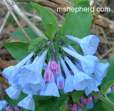 Blue Flowers