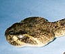 Rattlesnake head